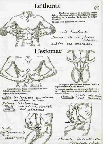 thorax